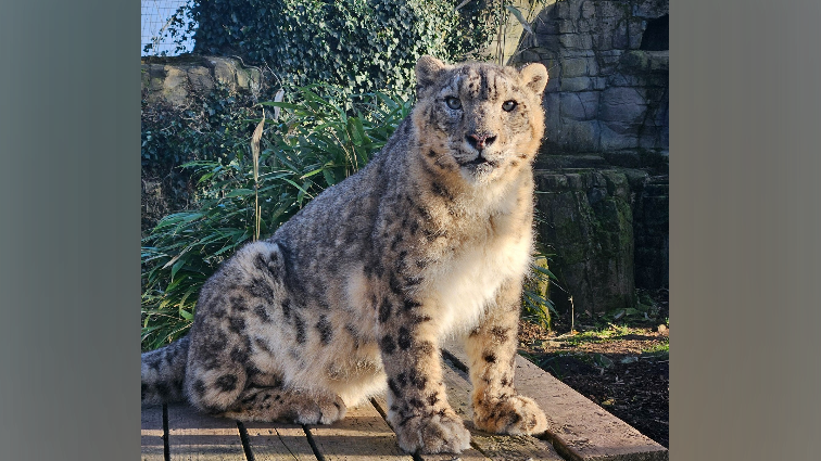A snow leopard sitting on a wooden platform with trees and a wall in the background. 
