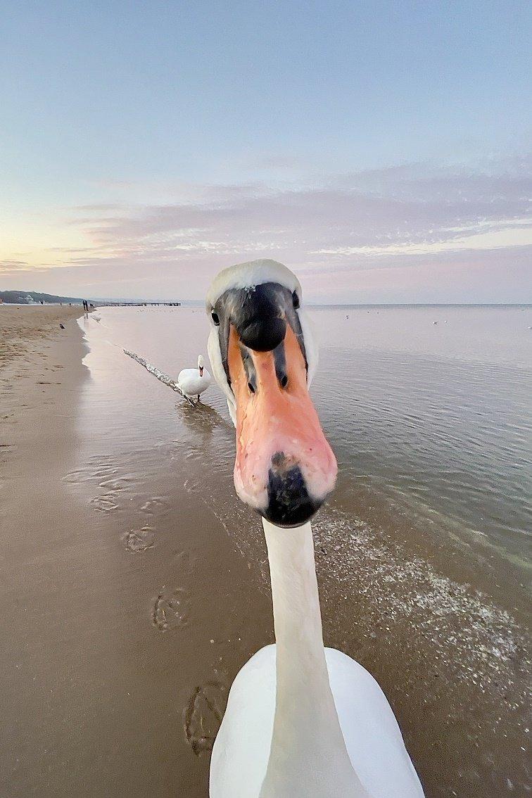 swan-on-the-beach.