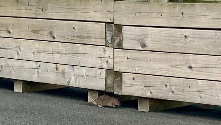 A rat takes cover under a large wooden planter box.