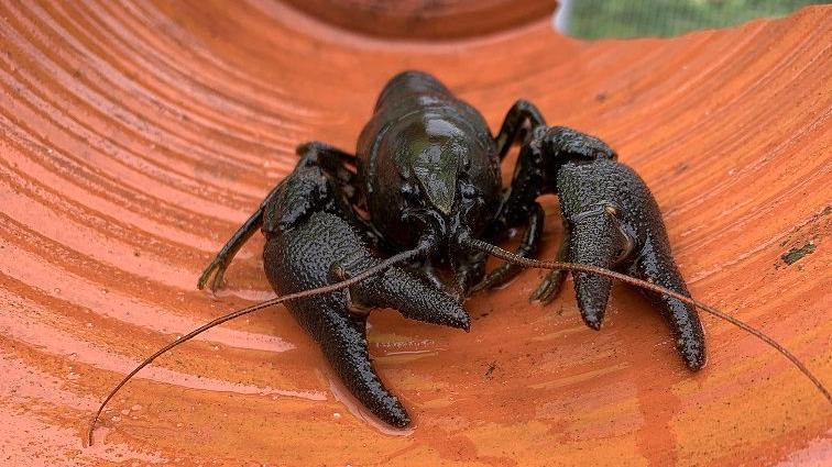 A crayfish. The dark crustacean is photographed from the front with two claws extended and two, long thin tentacles protruding from above its mouth.