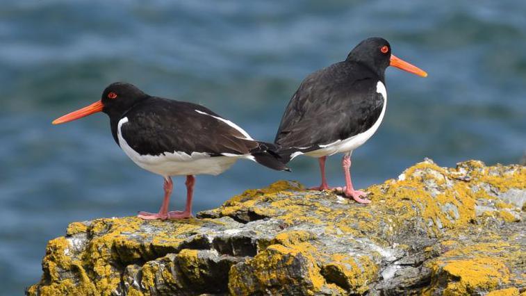 Two Oystercatchers standing on a rock by the sea. They have orange eyes and beaks and black and black feathers with a white underbelly.