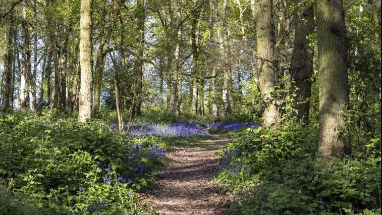 Booth Wood in Loughborough, with bluebells growing beneath large trees