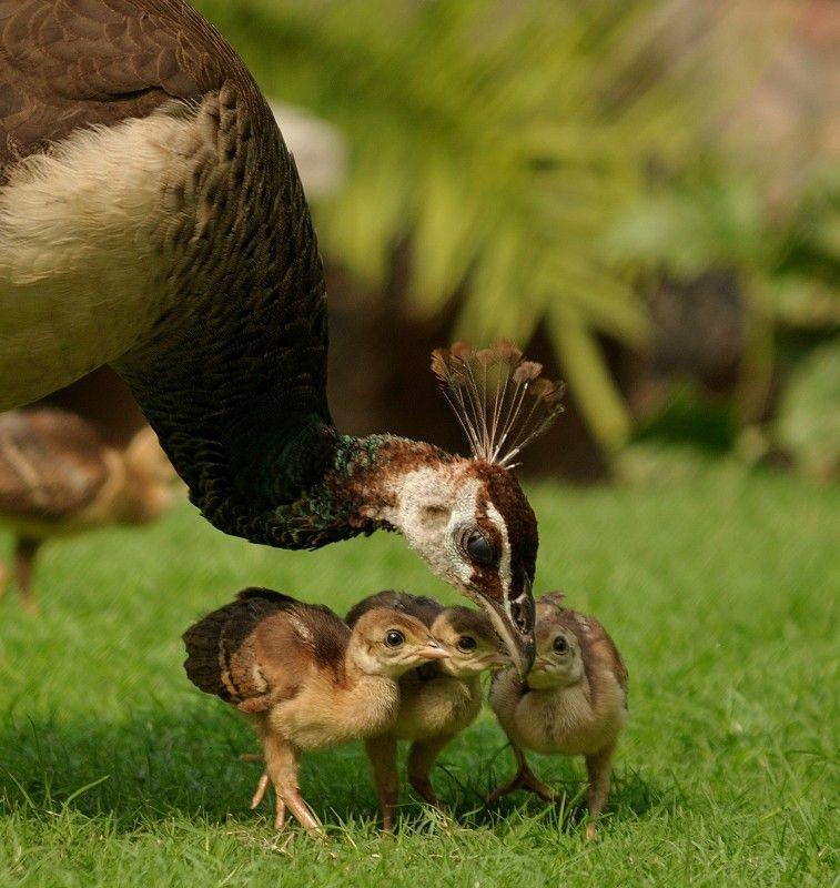 A peahen and her chicks