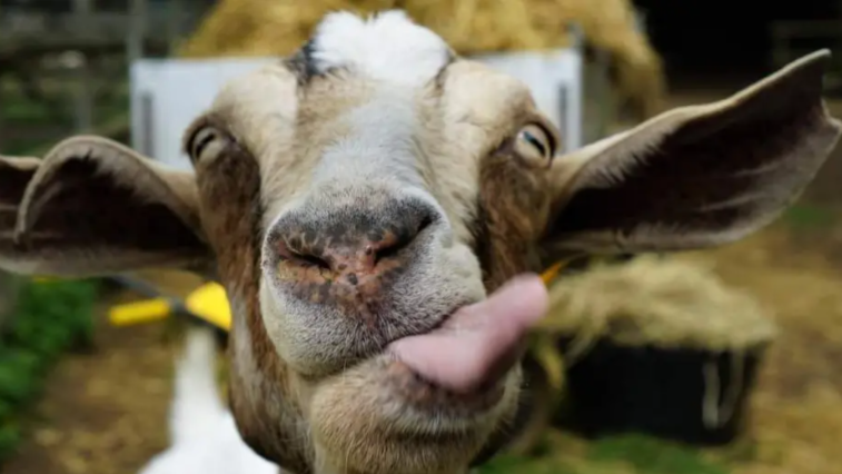 A goat faces the camera with its tongue out, looking silly.