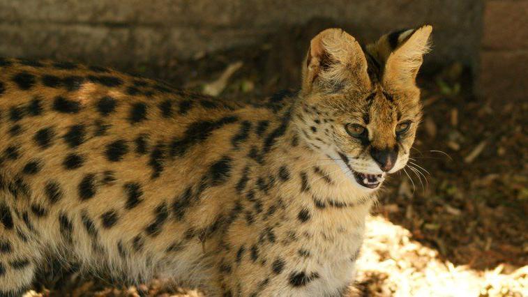 A serval cat kept in an enclosure in the UK, which has black spots and orange-tinged brown fur and pointy ears.