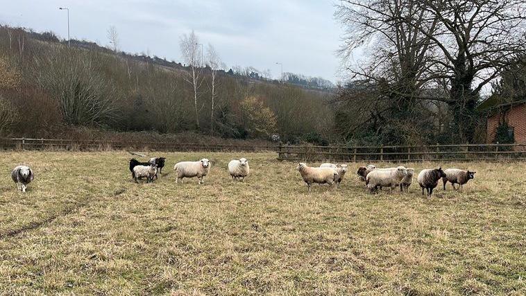 A flock of sheep on the field.