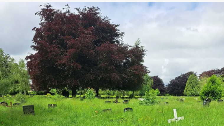 An overgrown cemetery with a big red tree to the left-hand side of the image. The grass has grown up to the top of the headstones. The sky is cloudy in the background. 