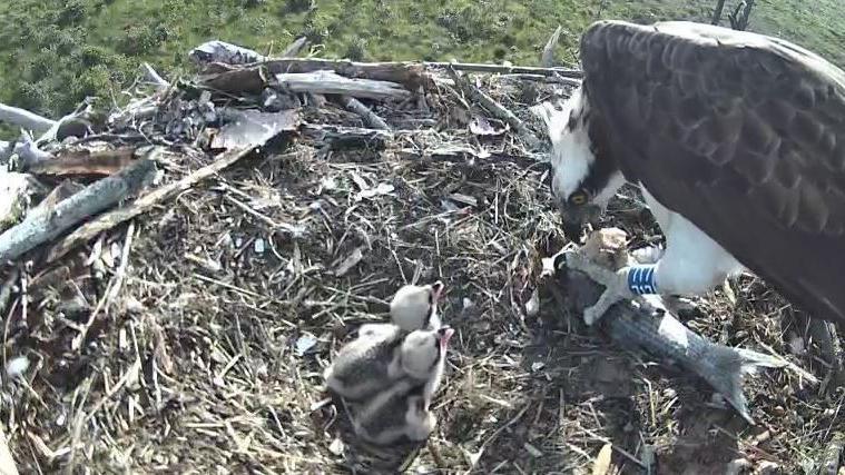Among a pile of twigs two chicks can be seen with a parent osprey who has a been ringed.