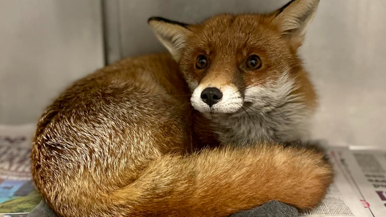 A fox curled up in a ball and looking at the camera