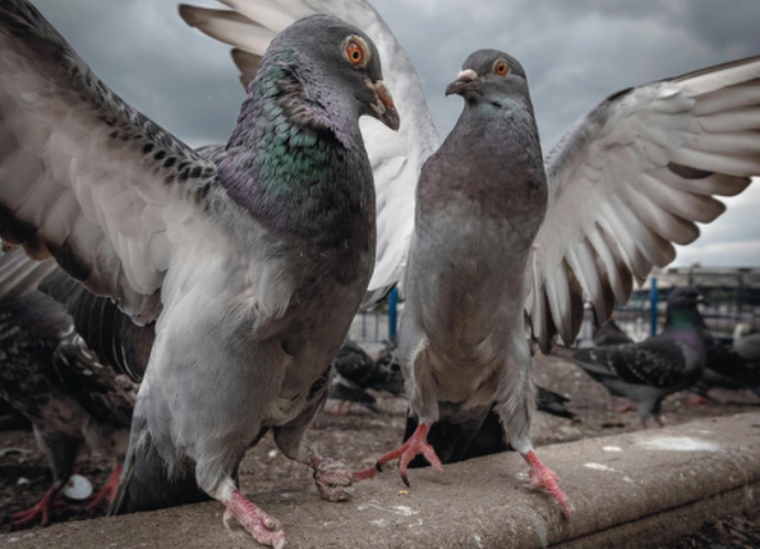 Pigeons