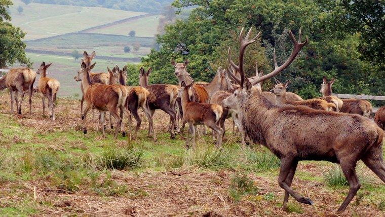 Red Deer in Bradgate Park, Leicestershire