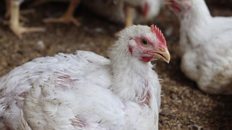 A white chicken with a red crest on its head.