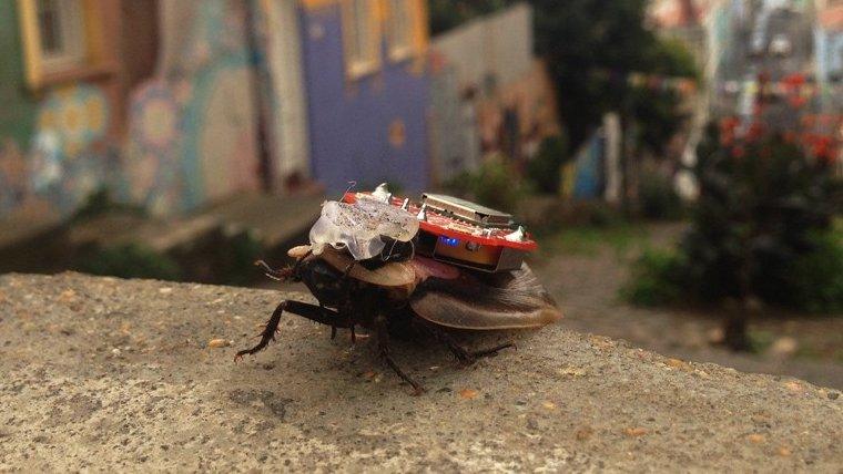 A cockroach with a microchip on its back