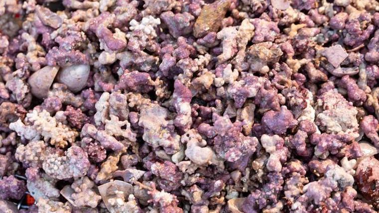 The maerl bed is a bobbly pink surface.
