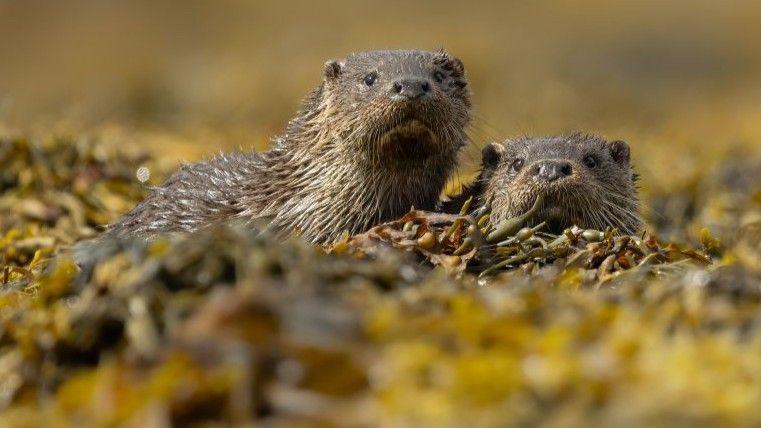 Pair of otters looking at camera, in among seaweed.