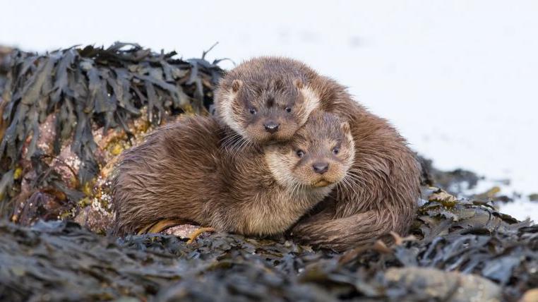 Two otter cubs