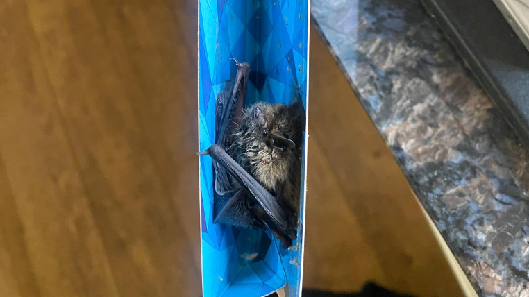 Slick Rick the bat caught in blue flypaper