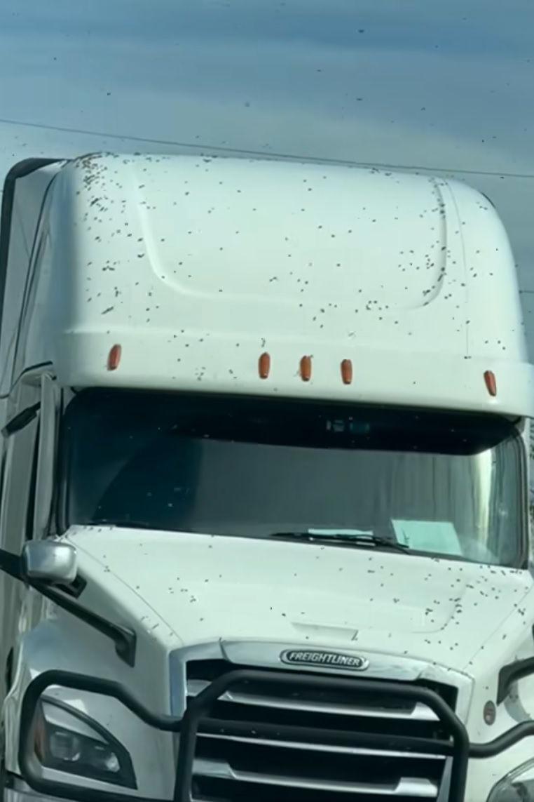A white lorry covered with bees on its bonnet and roof