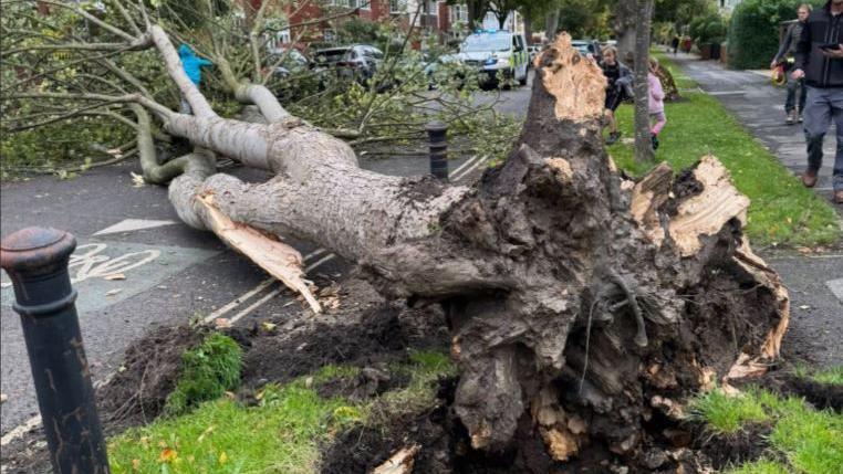 Onlookers take a look at the felled tree, with its roots uplifted in the storm. It is lying across a residential road. 