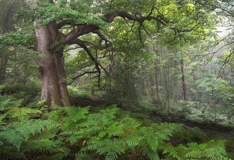 oak tree in the forest of dean