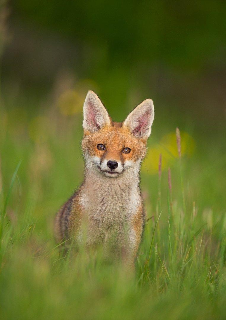 Fox cub