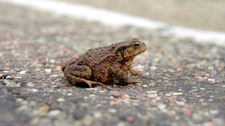 Toad crossing the road.