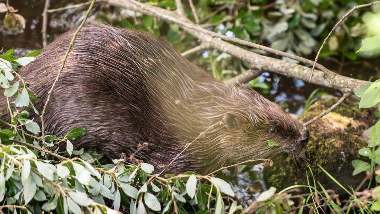 A beaver fills most of the photograph. It is nestling on a bed of leaves with a tree branch above its back. He has brown fir and looks like he's just been swimming.