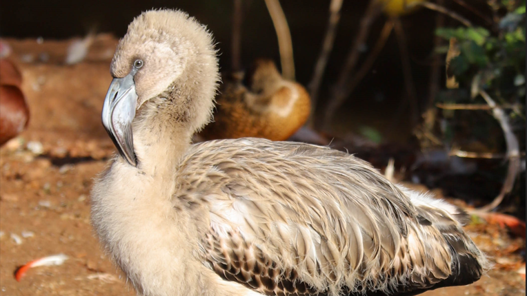 Flamingo chick in enclosure 