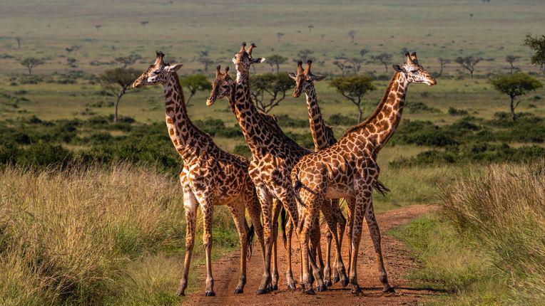 Giraffes gathering on the Serengeti Trail.