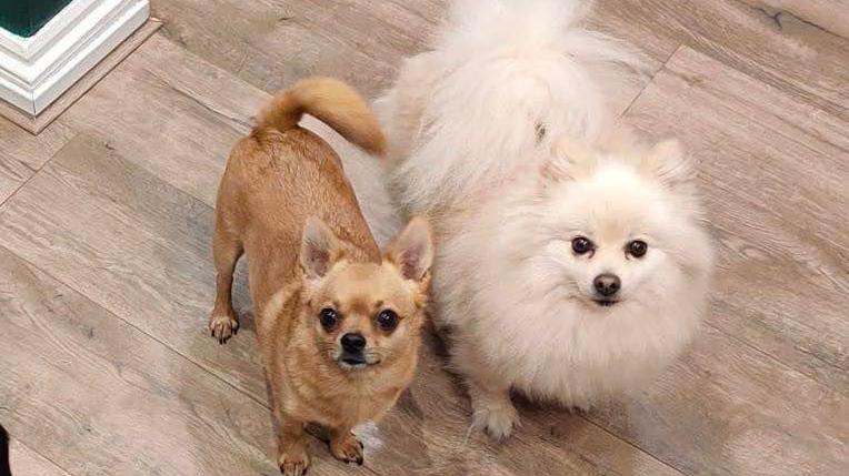 A Chihuahua standing next to a white dog on a wooden plank floor, both looking up at the camera.