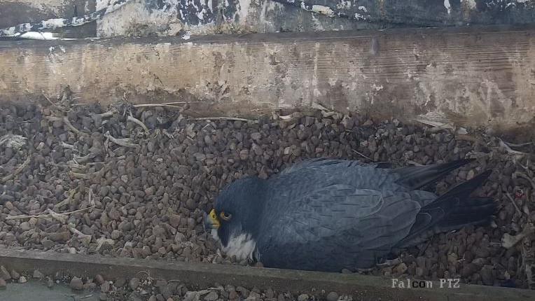 Peregrine falcon