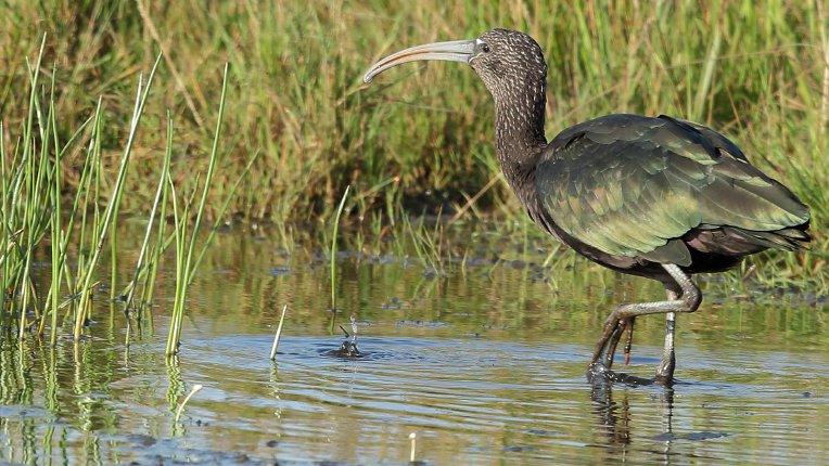 Glossy ibis