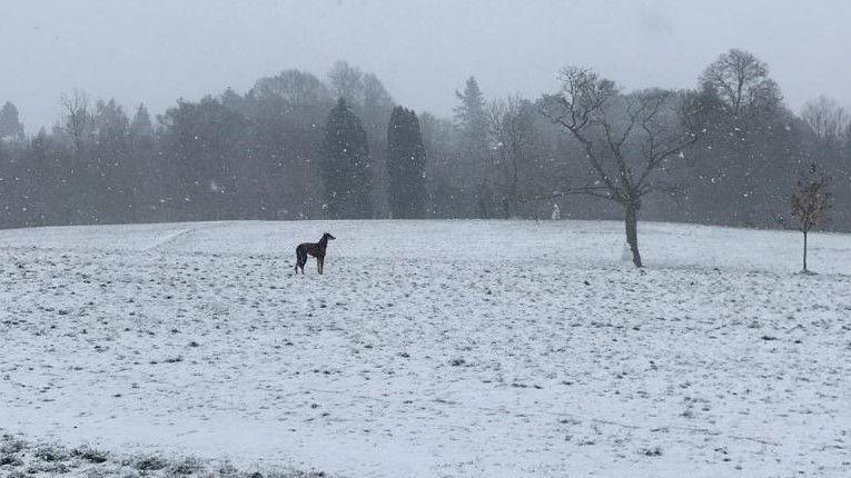 Hound in a snow-covered field