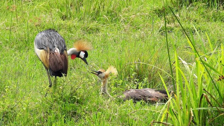 Two crested cranes - one standing, one seated, lean towards one another in wetlands near farmland 