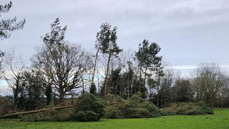 Three trees lie flat on the golf course, flanked by other trees still standing, against a grey sky.