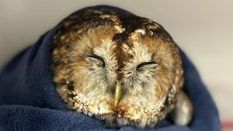 A close-up of a tawny owl wrapped up in a blue towel