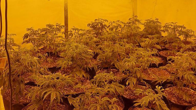 Numerous cannabis plants in black pots filled with soil, with a yellow glow in the room.