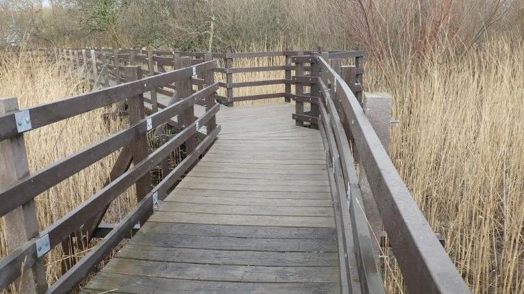 Wooden walkway over grassland area with long reeds and grasses.