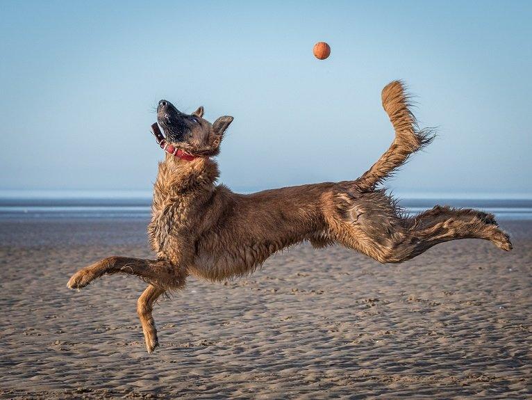 dog chasing ball