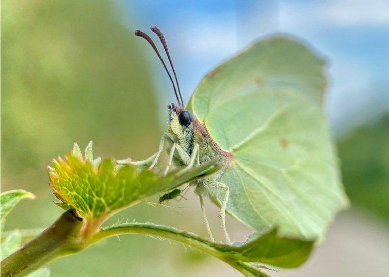 a butterfly with yellow-green wings perched on a leaf