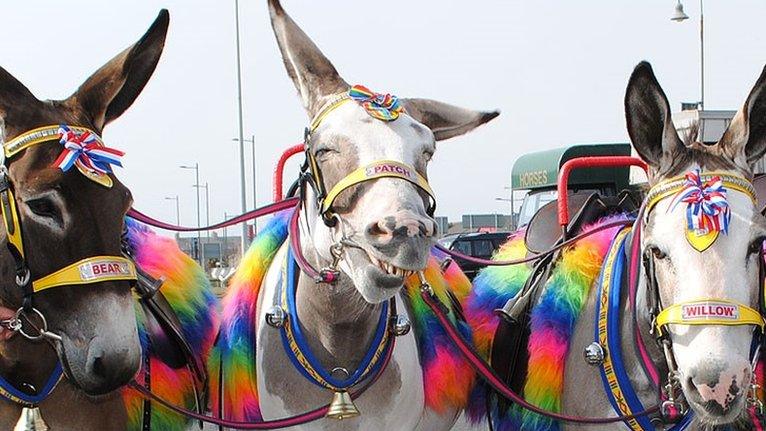 Blackpool donkeys