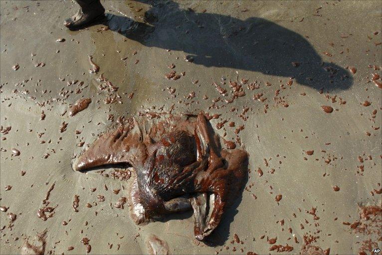 A dead Brown Pelican covered in oil from the Deepwater Horizon spill lies on the beach of a barrier island near East Grand Terre Island