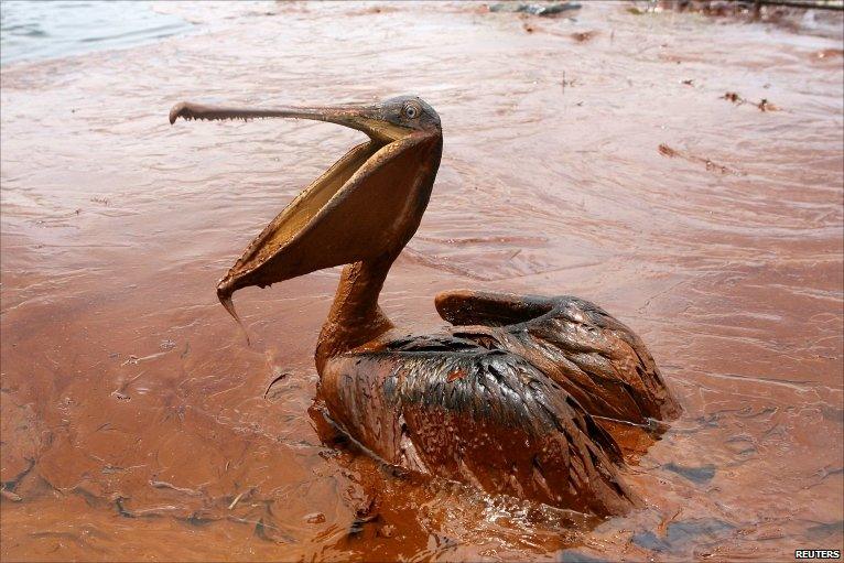 An exhausted oil-covered Brown Pelican sits in a pool of oil along Queen Bess Island Pelican Rookery, three miles (4.8 km) north east of Grand Isle, Louisiana