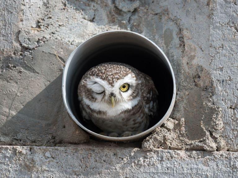 owl in a pipe