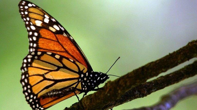 Picture of a monarch butterfly