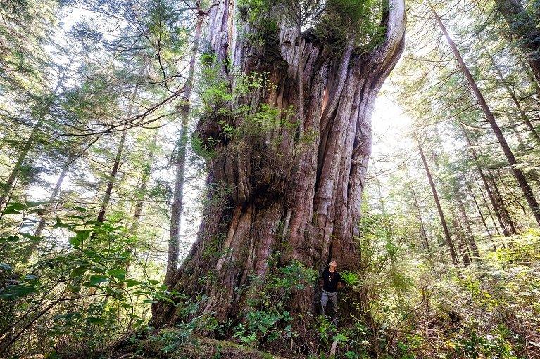 Ancient cedar tree with person standing next to it