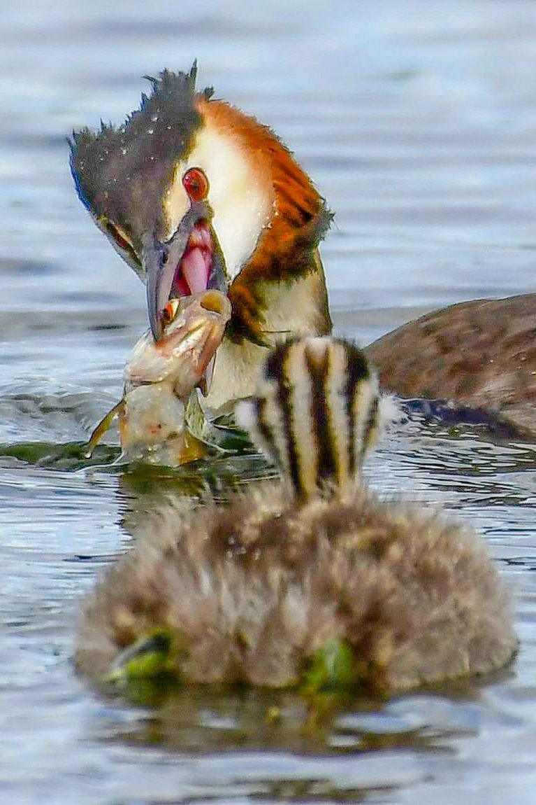 Great Crested Grebe at Hogganfield Loch Glasgow