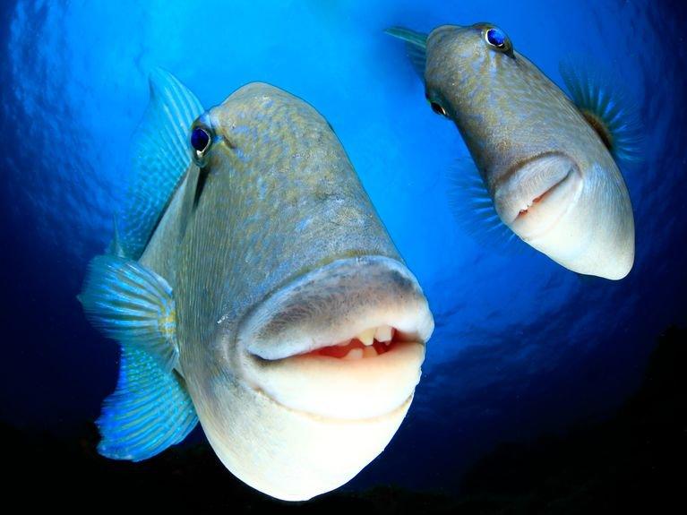 smiling trigger fish