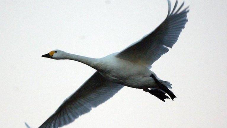 Bewick's Swan lands on Swan Lake at the Wildfowl Wetlands Trust, Slimbridge in Gloucestershire