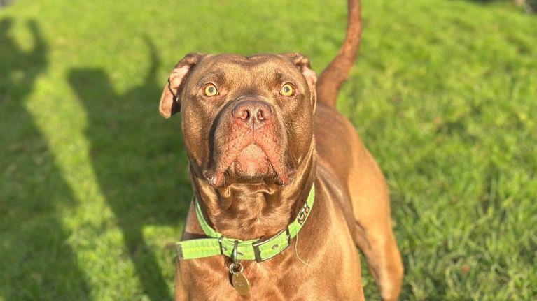 A brown Mastiff dog with green eyes in with a green collar is standing up straight in a garden.